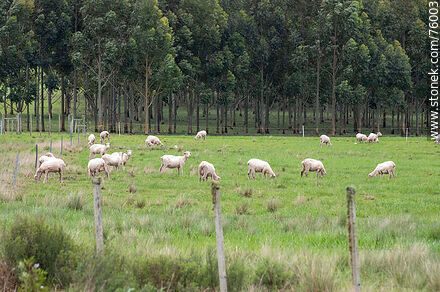 Sheep and their lambs in the field -  - URUGUAY. Photo #76003