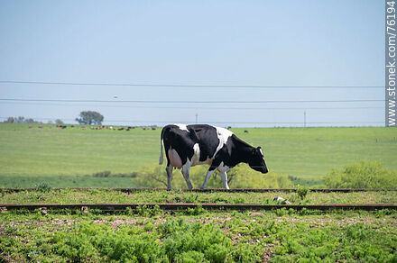 Vaca cerca de la vía en Parada Urioste - Departamento de Florida - URUGUAY. Foto No. 76194