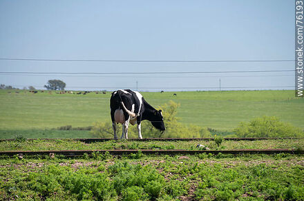 Vaca cerca de la vía en Parada Urioste - Departamento de Florida - URUGUAY. Foto No. 76193