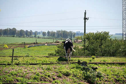Vaca cerca de la vía en Parada Urioste - Departamento de Florida - URUGUAY. Foto No. 76192