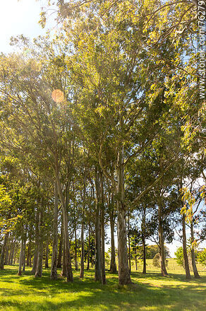 Eucalyptus - Department of Florida - URUGUAY. Photo #76279