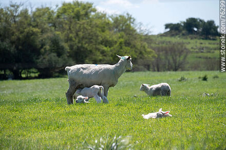 Sheep with their lambs - Fauna - MORE IMAGES. Photo #76299