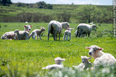 Sheep with their lambs - Department of Florida - URUGUAY. Photo #76297