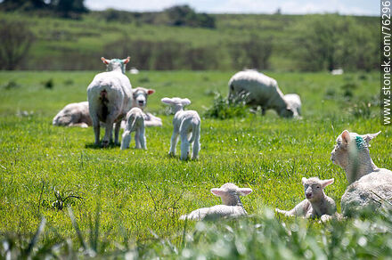 Sheep with their lambs - Department of Florida - URUGUAY. Photo #76296