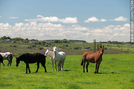 Horses in the field - Fauna - MORE IMAGES. Photo #76286