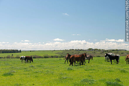 Horses in the field - Department of Florida - URUGUAY. Photo #76285