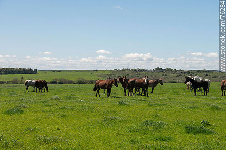 Horses in the field - Department of Florida - URUGUAY. Photo #76284
