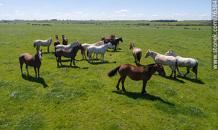 Vista aérea de una tropilla de caballos en el campo - Fauna - IMÁGENES VARIAS. Foto No. 76384