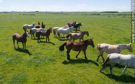 Vista aérea de una tropilla de caballos en el campo -  - URUGUAY. Foto No. 76383