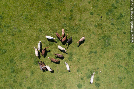Vista aérea de una tropilla de caballos en el campo - Fauna - IMÁGENES VARIAS. Foto No. 76379