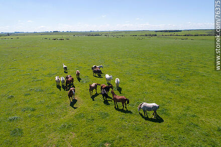 Troop of horses in the field - Fauna - MORE IMAGES. Photo #76375