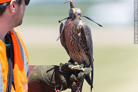 Peregrine falcon used in falconry at airport to scare off other birds - Department of Canelones - URUGUAY. Photo #76663