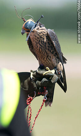 Peregrine falcon used in falconry at airport to scare off other birds - Department of Canelones - URUGUAY. Photo #76664