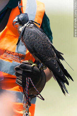 Peregrine falcon used in falconry at airport to scare off other birds - Department of Canelones - URUGUAY. Photo #76667