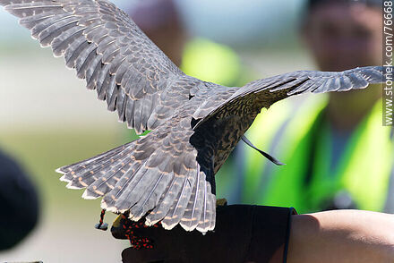 Peregrine falcon used in falconry at airport to scare off other birds - Department of Canelones - URUGUAY. Photo #76668