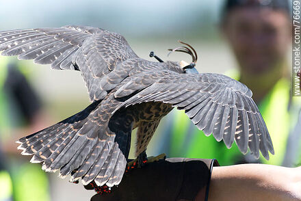 Peregrine falcon used in falconry at airport to scare off other birds - Department of Canelones - URUGUAY. Photo #76669