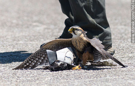 Peregrine falcon used in falconry at airport to scare off other birds - Department of Canelones - URUGUAY. Photo #76674