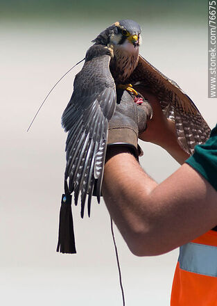 Peregrine falcon used in falconry at airport to scare off other birds - Department of Canelones - URUGUAY. Photo #76675