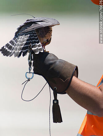 Halcón peregrino usado en cetrería en el aeropuerto para ahuyentar a otras aves - Departamento de Canelones - URUGUAY. Foto No. 76676