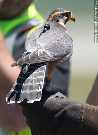 Peregrine falcon used in falconry at airport to scare off other birds - Department of Canelones - URUGUAY. Photo #76677