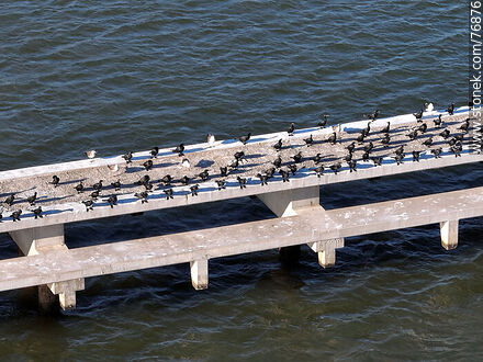 Aerial view of the pier built in 2021 in Punta Carretas with biguas and seagulls basking in the sun - Department of Montevideo - URUGUAY. Photo #76876