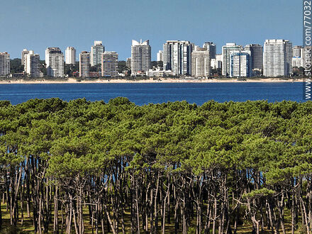 Vista aérea de un acercamiento de los árboles de la isla y los edificios de Punta del Este - Punta del Este y balnearios cercanos - URUGUAY. Foto No. 77032