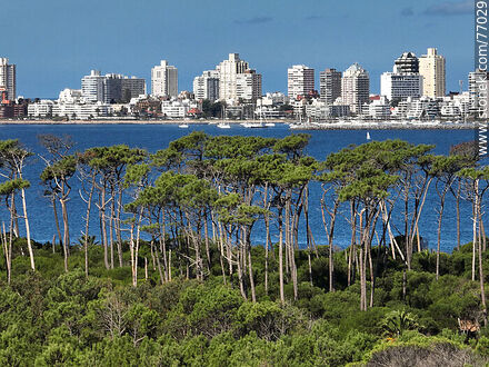 Vista aérea de un acercamiento de los árboles de la isla y los edificios de Punta del Este - Punta del Este y balnearios cercanos - URUGUAY. Foto No. 77029