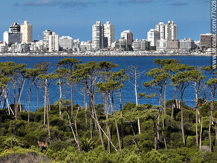 Vista aérea de un acercamiento de los árboles de la isla y los edificios de Punta del Este - Punta del Este y balnearios cercanos - URUGUAY. Foto No. 77028