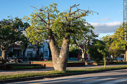 Silk floss pole tree on Cardona - Florencio Sanchez Boulevard, departmental boundary of Colonia and Soriano - Soriano - URUGUAY. Photo #77361