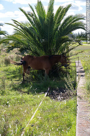 Estación de tren Juan Soler. Un cabalo a la sombra de una palmera que ha crecido en medio de las vías - Departamento de San José - URUGUAY. Foto No. 77454