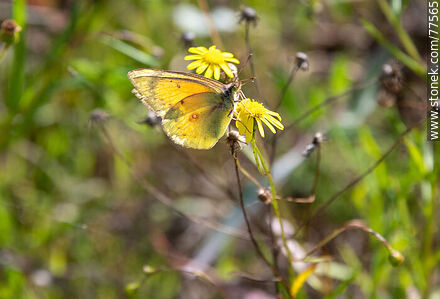 Mariposa amarilla en el campo - Fauna - IMÁGENES VARIAS. Foto No. 77565