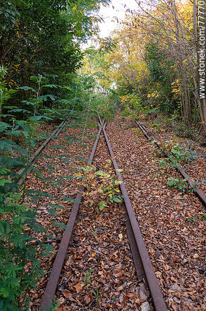 Vías de tren perdidas entre las hojas de otoño. Bifurcación de las líneas - Departamento de Canelones - URUGUAY. Foto No. 77770