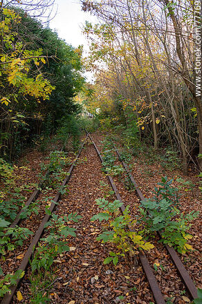 Vías de tren perdidas entre las hojas de otoño. Bifurcación de las líneas - Departamento de Canelones - URUGUAY. Foto No. 77769