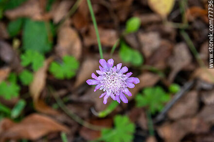 Butterfly Blue, Pink Mist, Vivid Violet - Flora - MORE IMAGES. Photo #77736