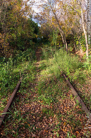 Vías de tren perdidas entre las hojas de otoño - Departamento de Canelones - URUGUAY. Foto No. 77763
