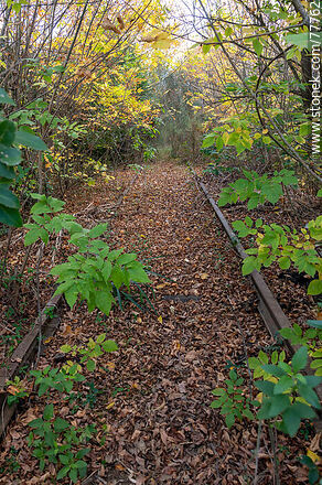 Vías de tren perdidas entre las hojas de otoño - Departamento de Canelones - URUGUAY. Foto No. 77762