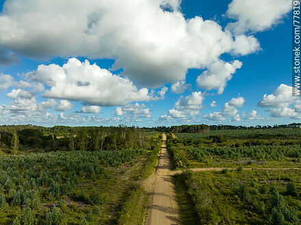 Vista aérea de un camino rural entre campos de eucaliptos -  - URUGUAY. Foto No. 77819