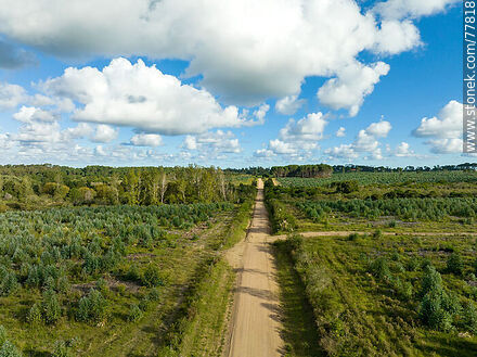 Vista aérea de un camino rural entre campos de eucaliptos -  - URUGUAY. Foto No. 77818