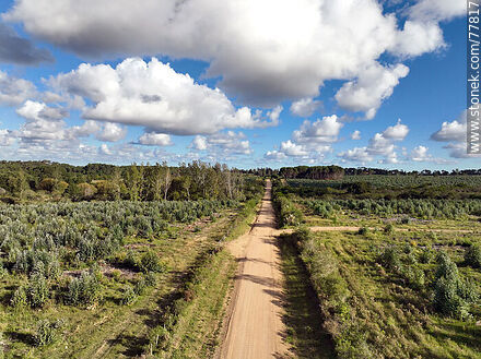 Vista aérea de un camino rural entre campos de eucaliptos -  - URUGUAY. Foto No. 77817