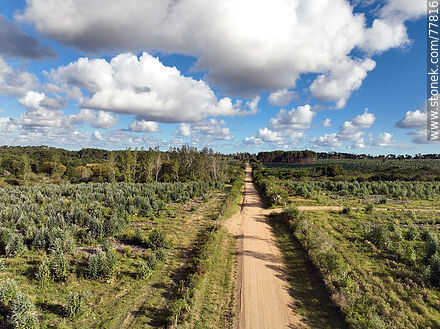 Vista aérea de un camino rural entre campos de eucaliptos -  - URUGUAY. Foto No. 77816