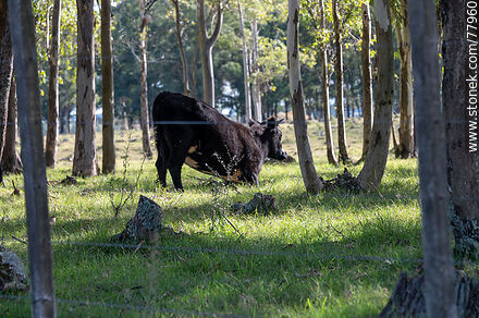 Steer among the trees - Department of Treinta y Tres - URUGUAY. Photo #77960