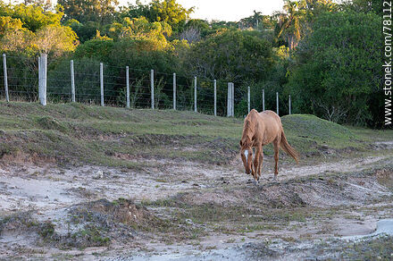 Horse - Department of Cerro Largo - URUGUAY. Photo #78112