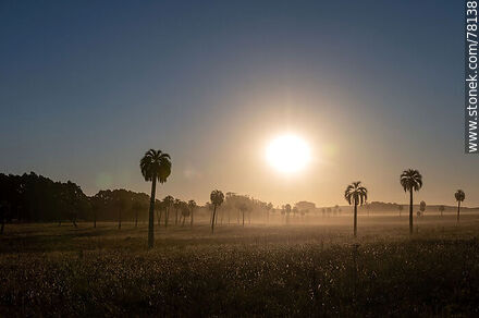 Palm trees against the sun - Department of Rocha - URUGUAY. Photo #78138