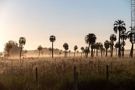 Palm trees at Camino del Indio - Department of Rocha - URUGUAY. Photo #78136