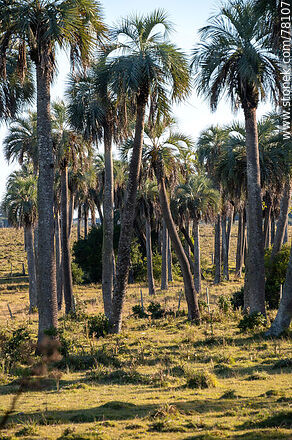 Palm trees at Camino del Indio - Department of Rocha - URUGUAY. Photo #78107