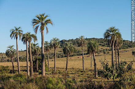 Palm trees at Camino del Indio - Department of Rocha - URUGUAY. Photo #78105