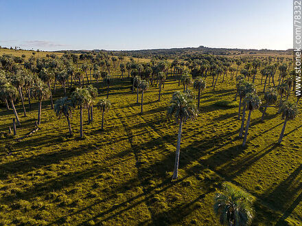 Aerial view of palm groves - Department of Rocha - URUGUAY. Photo #78332