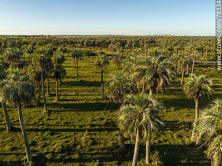 Aerial view of palm groves - Department of Rocha - URUGUAY. Photo #78334