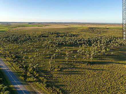 Aerial view of Route 16 Camino del Indio and palm groves - Department of Rocha - URUGUAY. Photo #78339