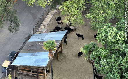 Aerial view of black goats - Department of Montevideo - URUGUAY. Photo #78497